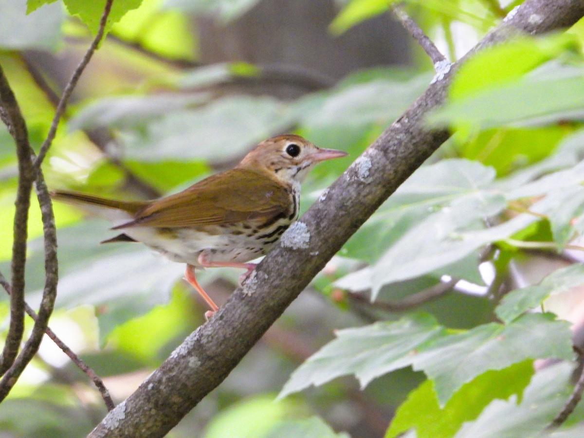 Ovenbird - Jill Rogan