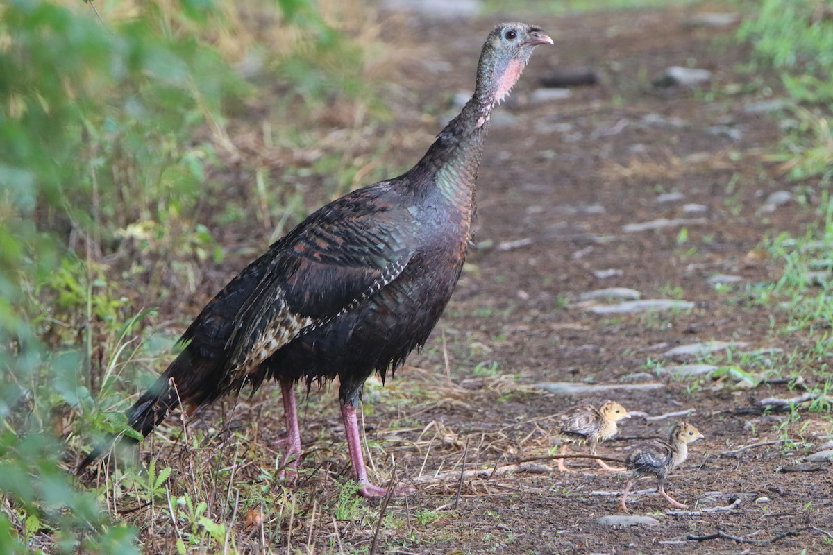 Wild Turkey - ML620655609