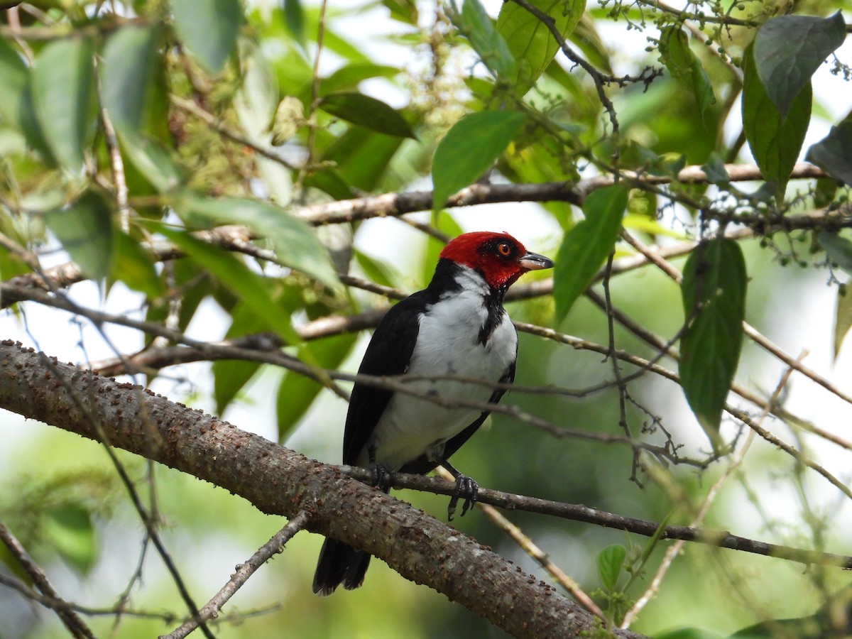 Red-capped Cardinal - ML620655610