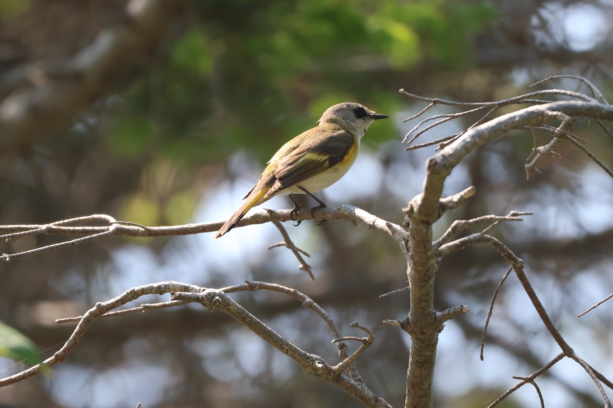 American Redstart - ML620655615