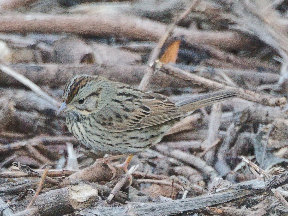 Lincoln's Sparrow - ML620655618