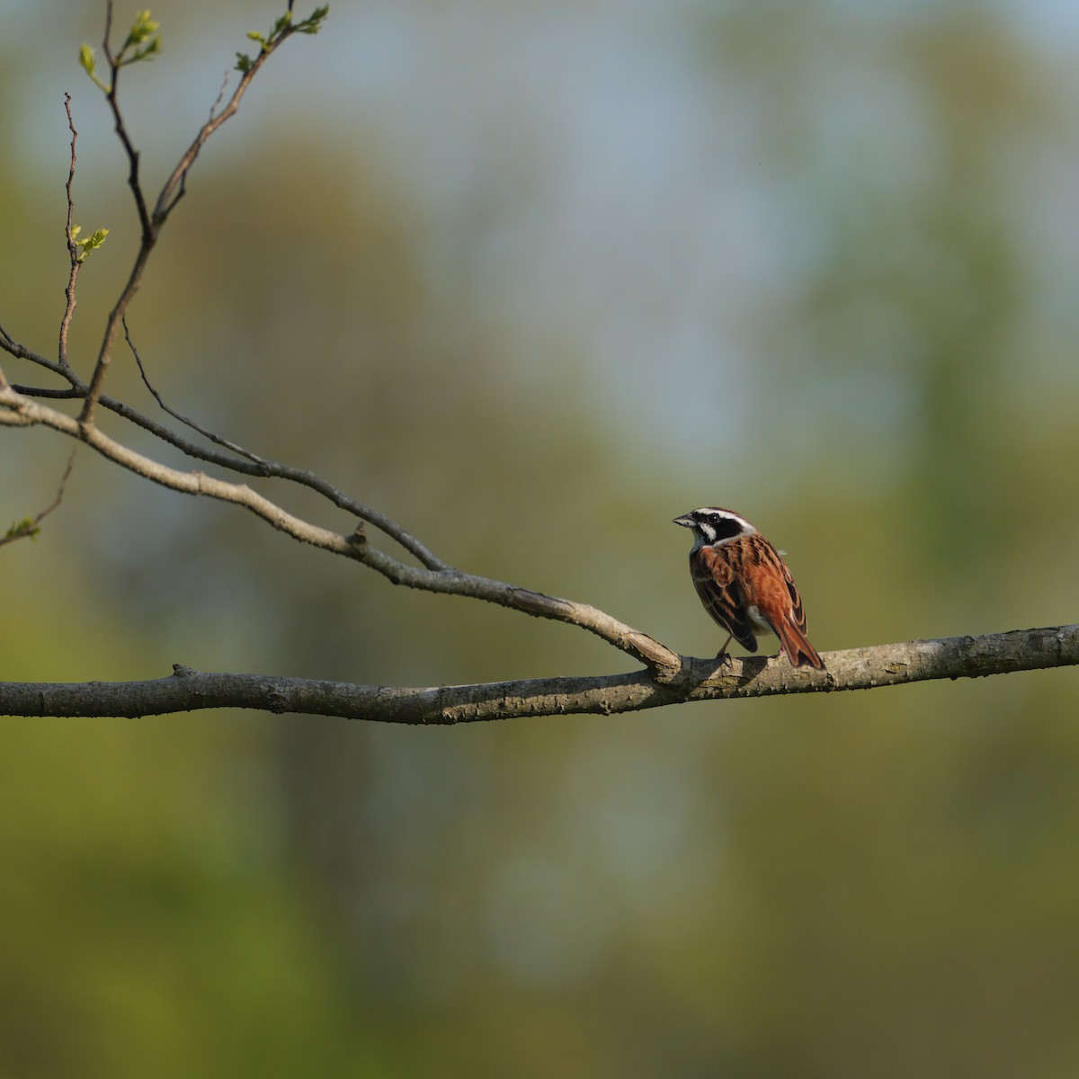 Meadow Bunting - rentarou yamaneco