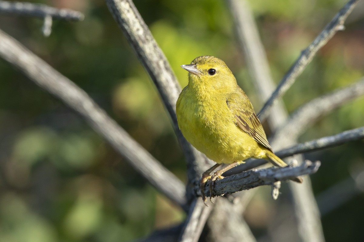 Orange-crowned Warbler - ML620655620