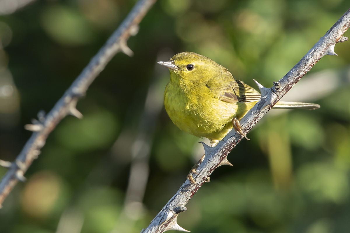 Orange-crowned Warbler - ML620655621