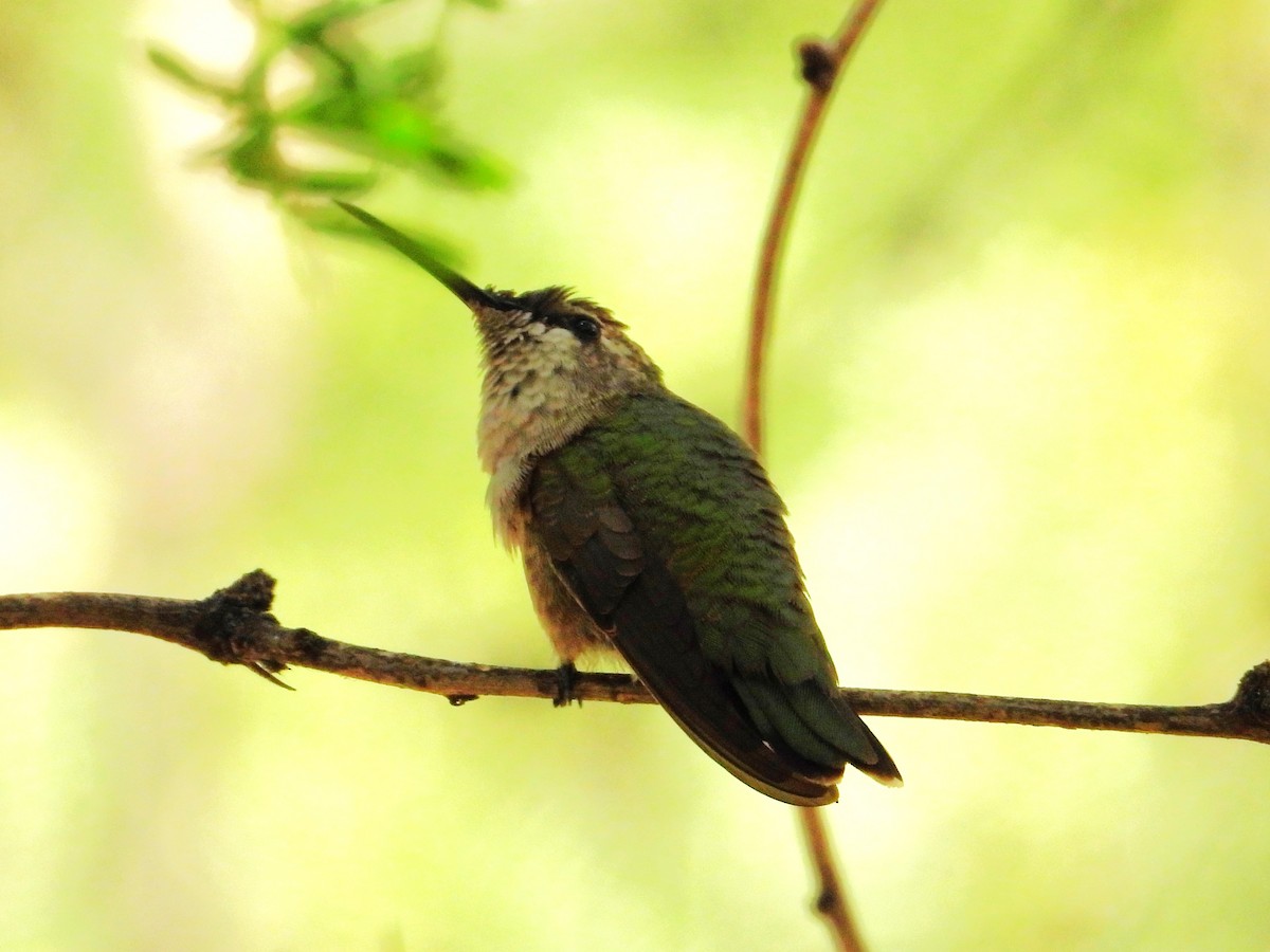 Black-chinned Hummingbird - ML620655622