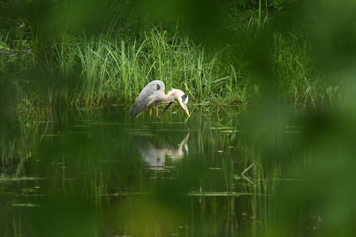 Great Blue Heron - ML620655626