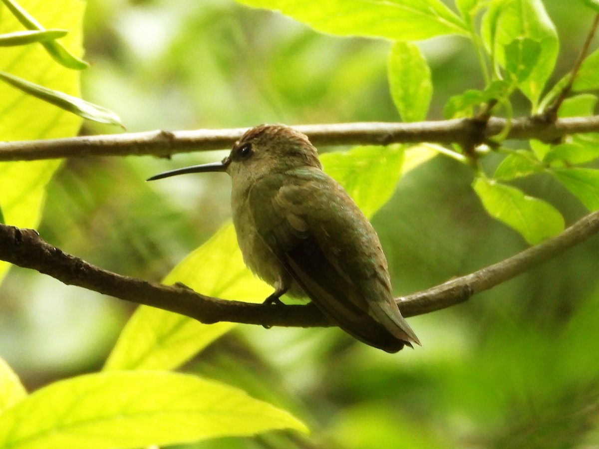 Black-chinned Hummingbird - ML620655630