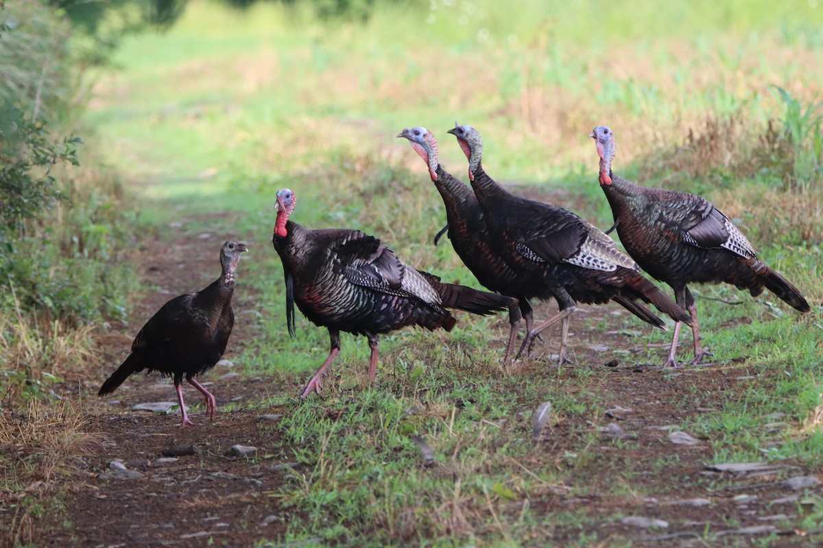 Wild Turkey - ML620655635