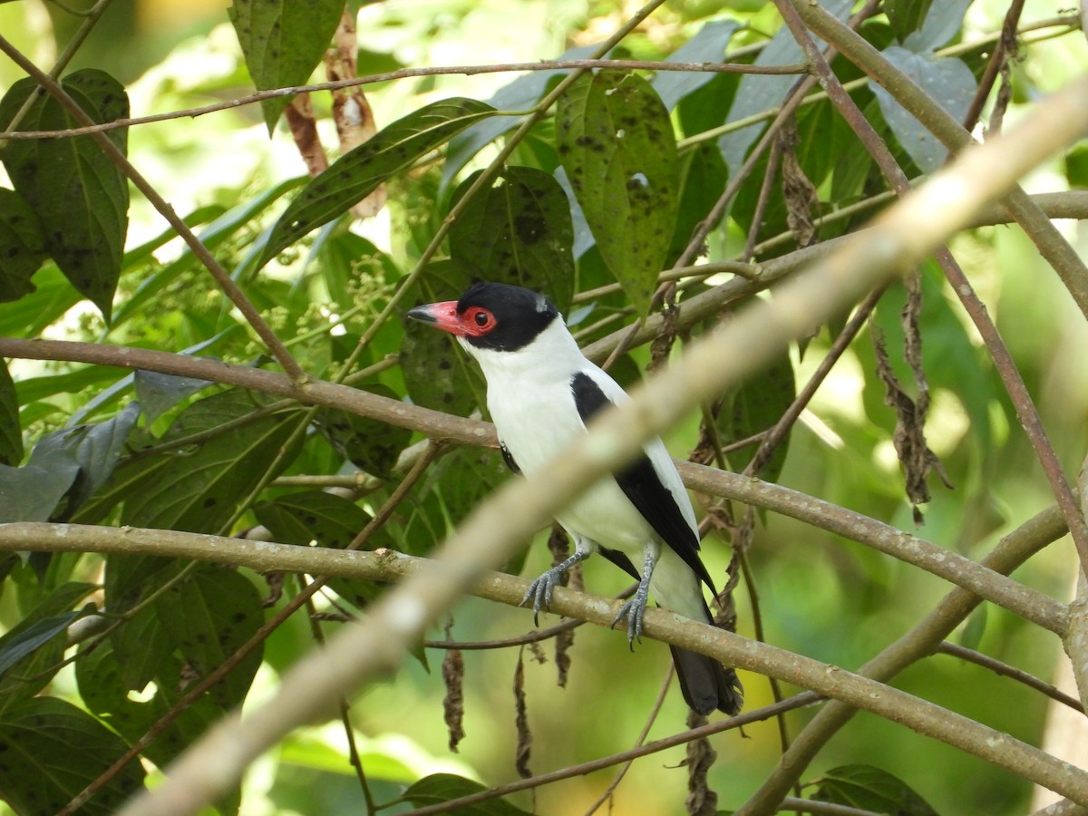 Black-tailed Tityra - ML620655640