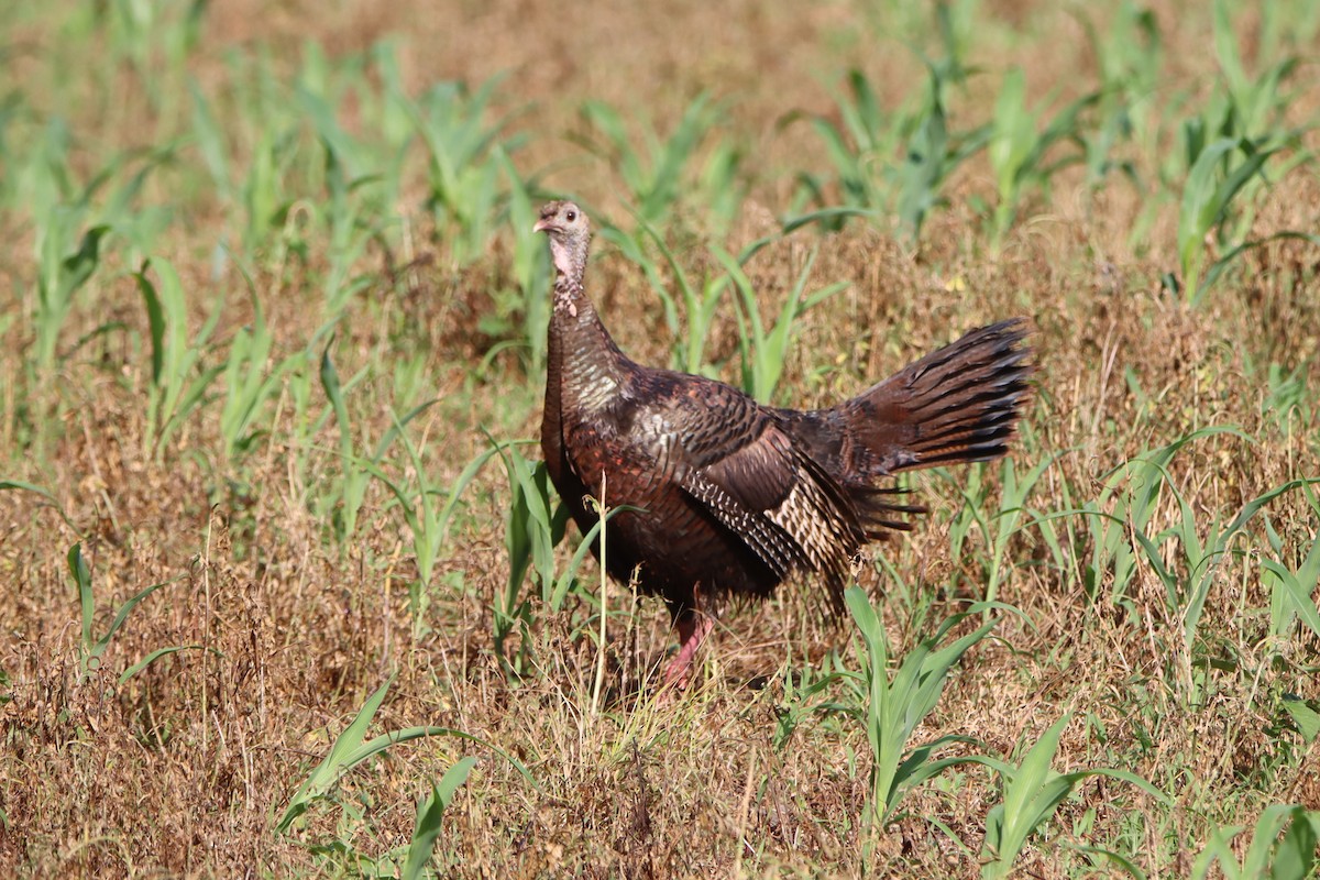 Guajolote Gallipavo - ML620655644