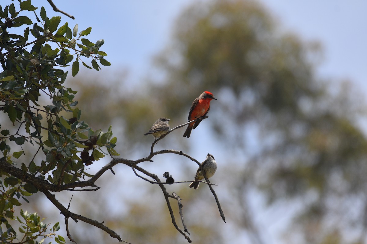 Vermilion Flycatcher - ML620655647