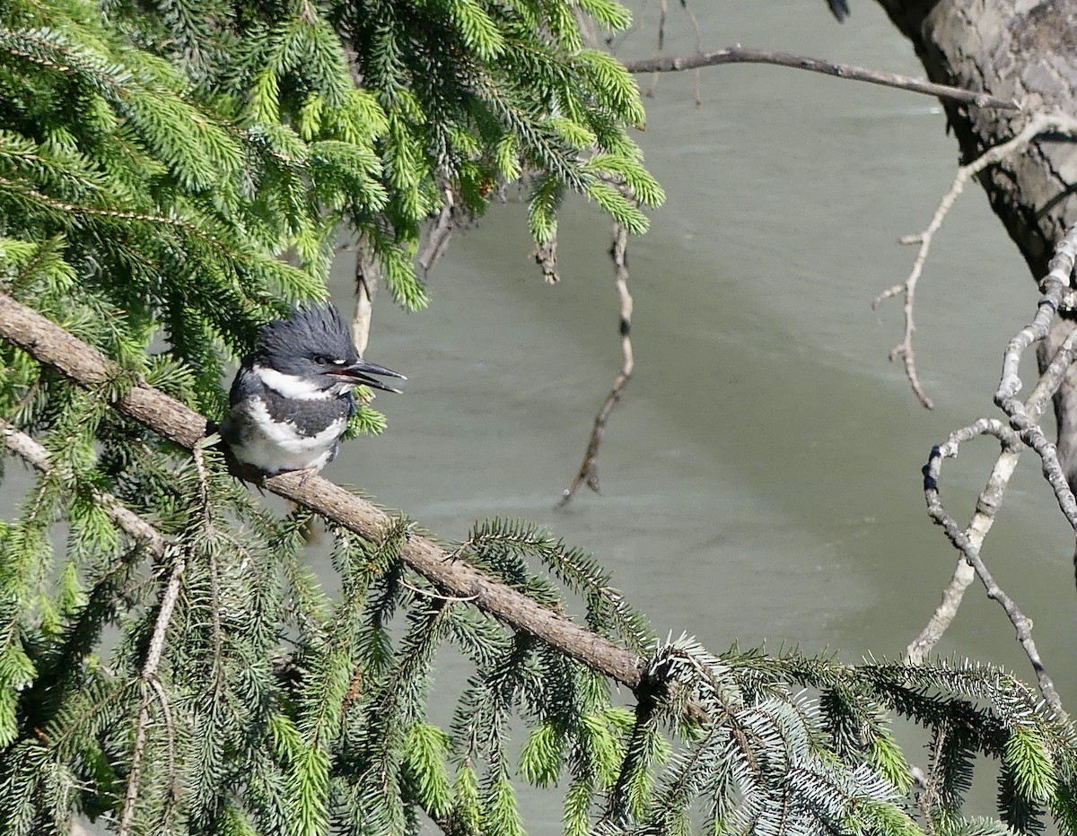 Belted Kingfisher - ML620655649