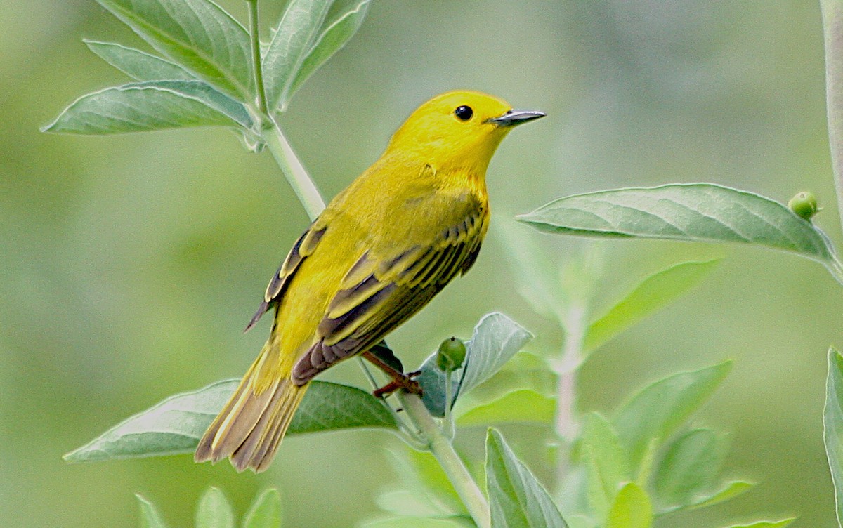 Yellow Warbler (Northern) - ML620655651