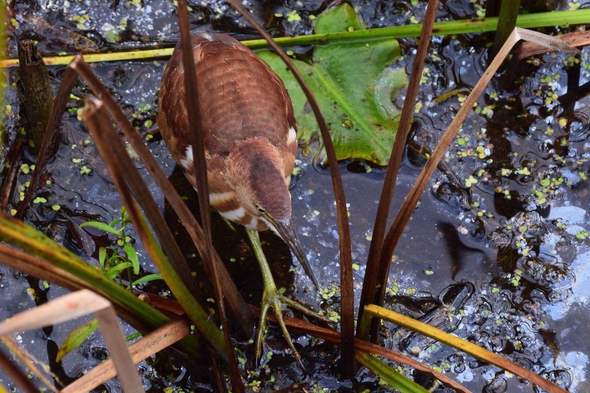 Least Bittern - ML620655658