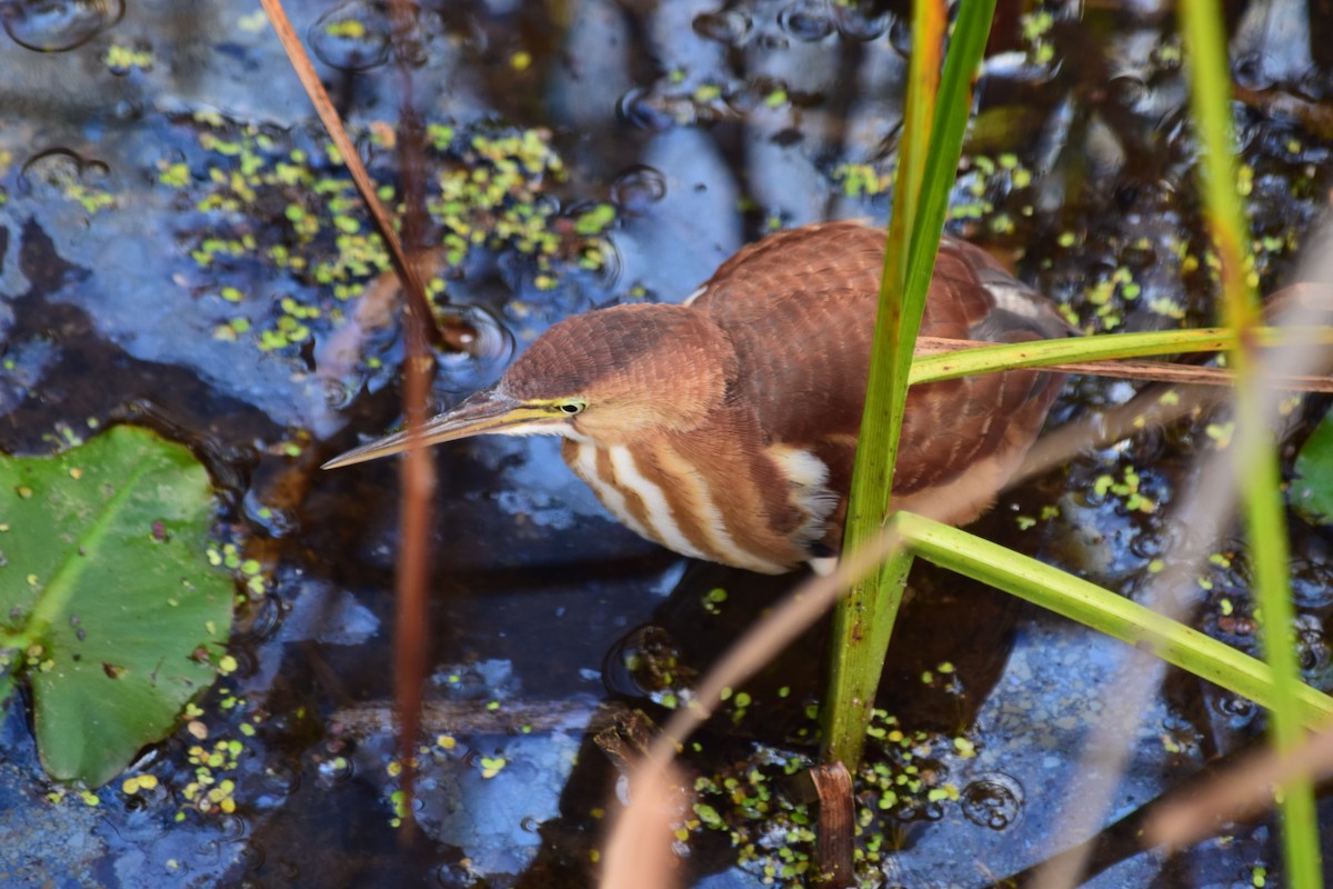 Least Bittern - ML620655659