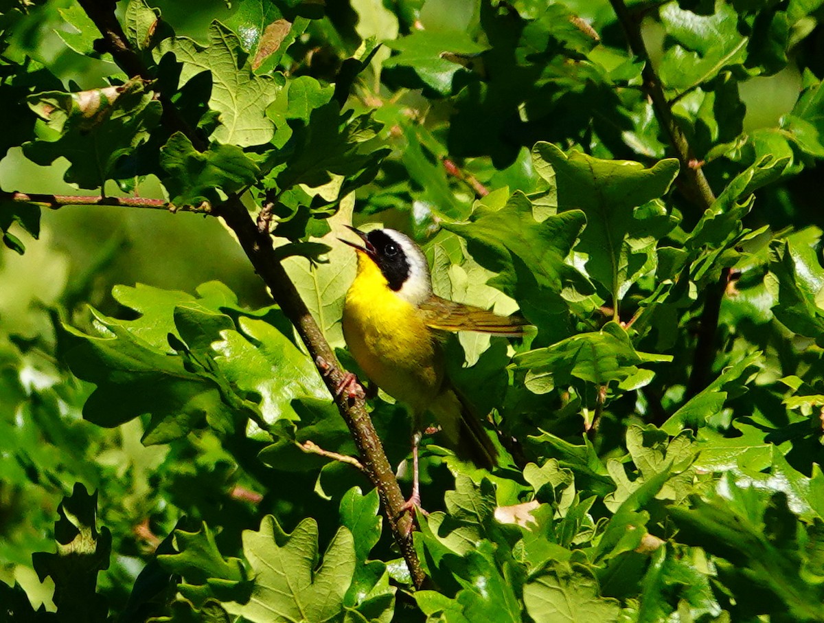 Paruline masquée - ML620655665