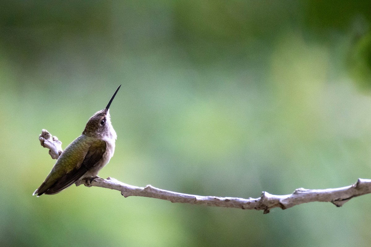 Black-chinned Hummingbird - ML620655667