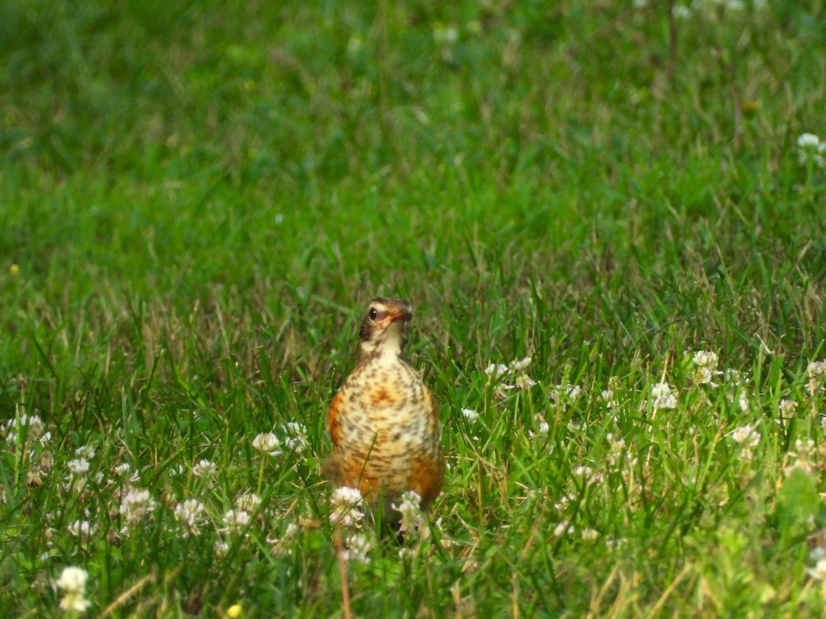 American Robin - ML620655676