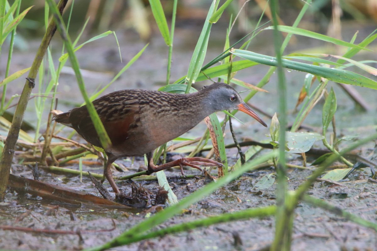 Virginia Rail - ML620655677