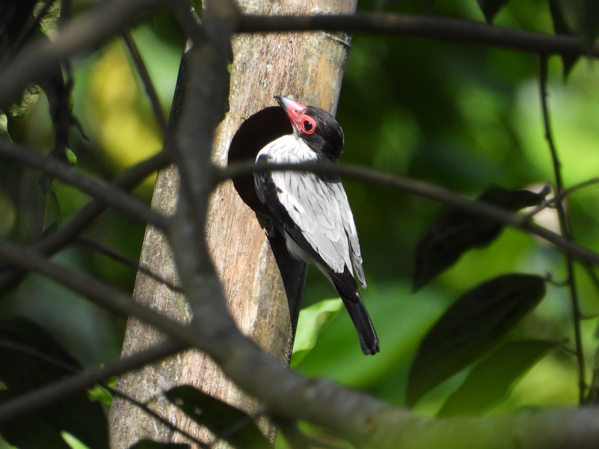 Black-tailed Tityra - ML620655678