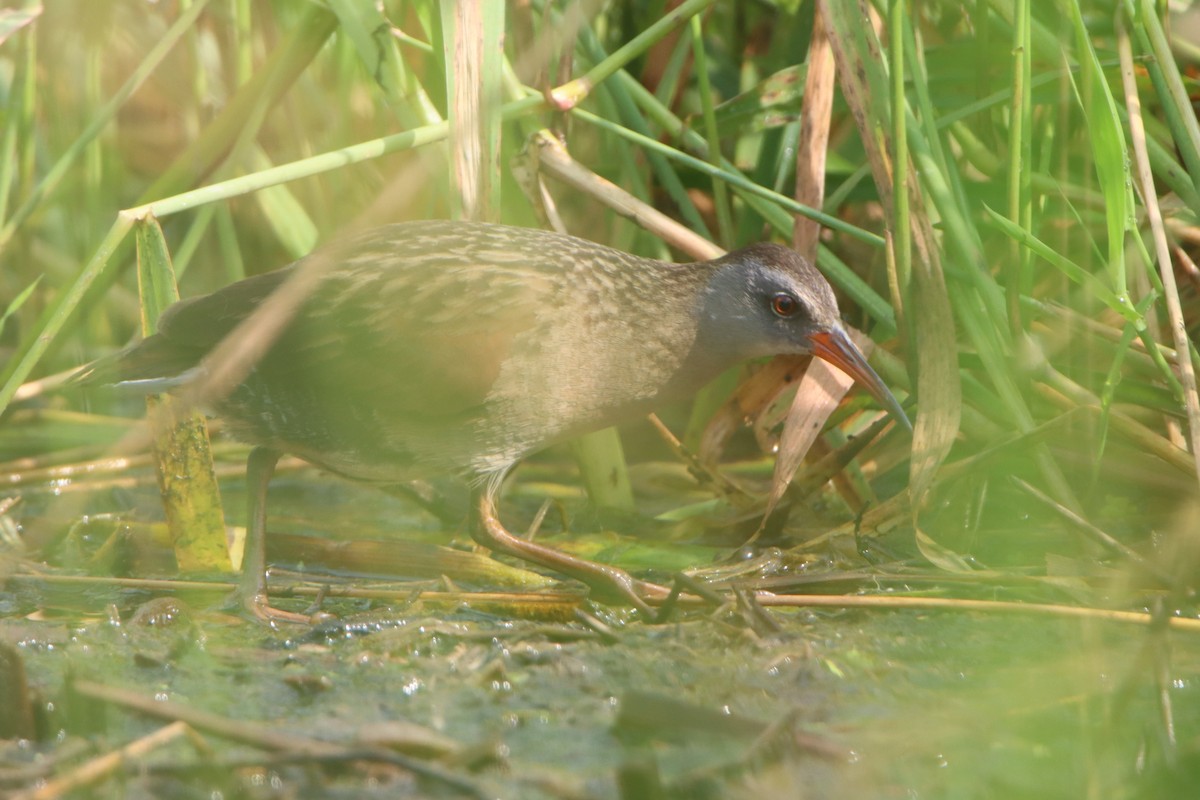 Virginia Rail - ML620655683