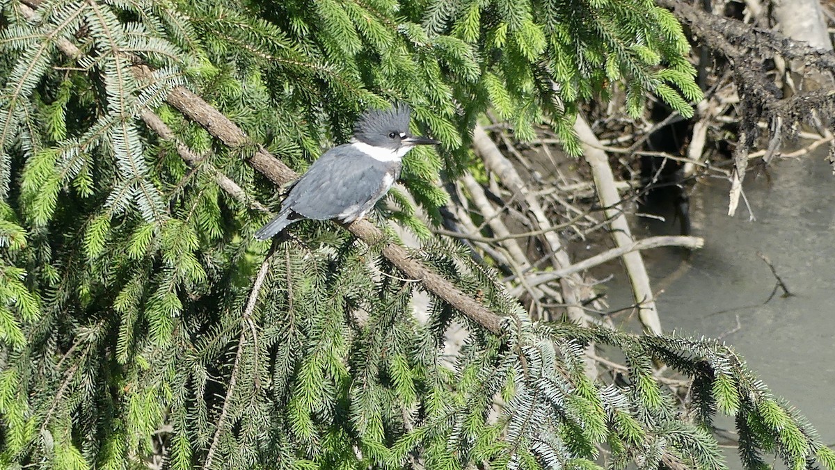 Belted Kingfisher - ML620655685