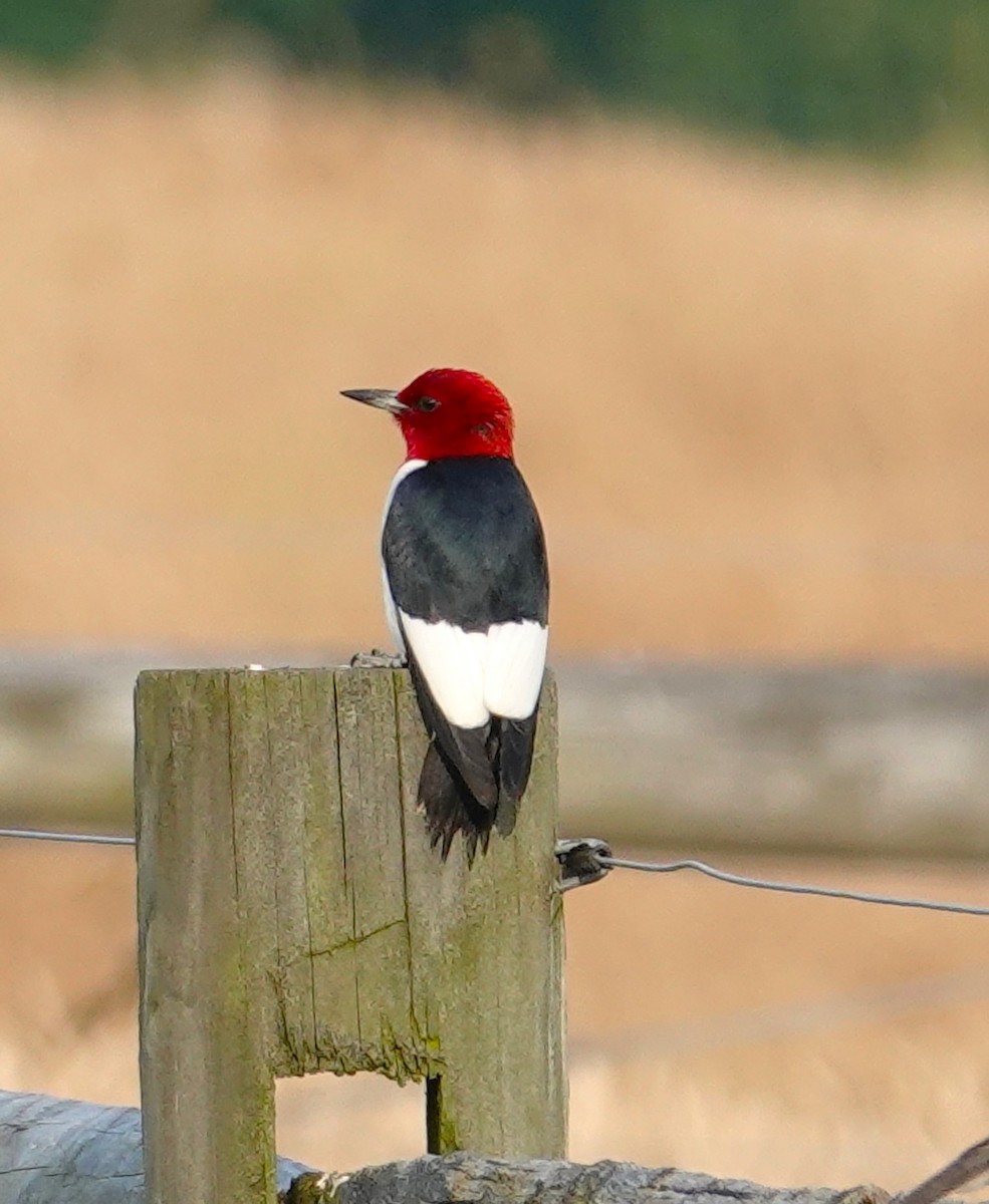Red-headed Woodpecker - ML620655687