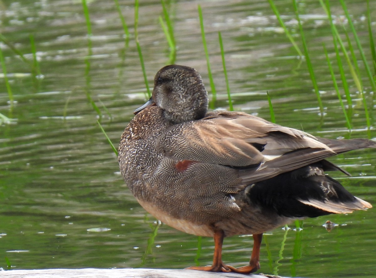 Canard chipeau - ML620655695