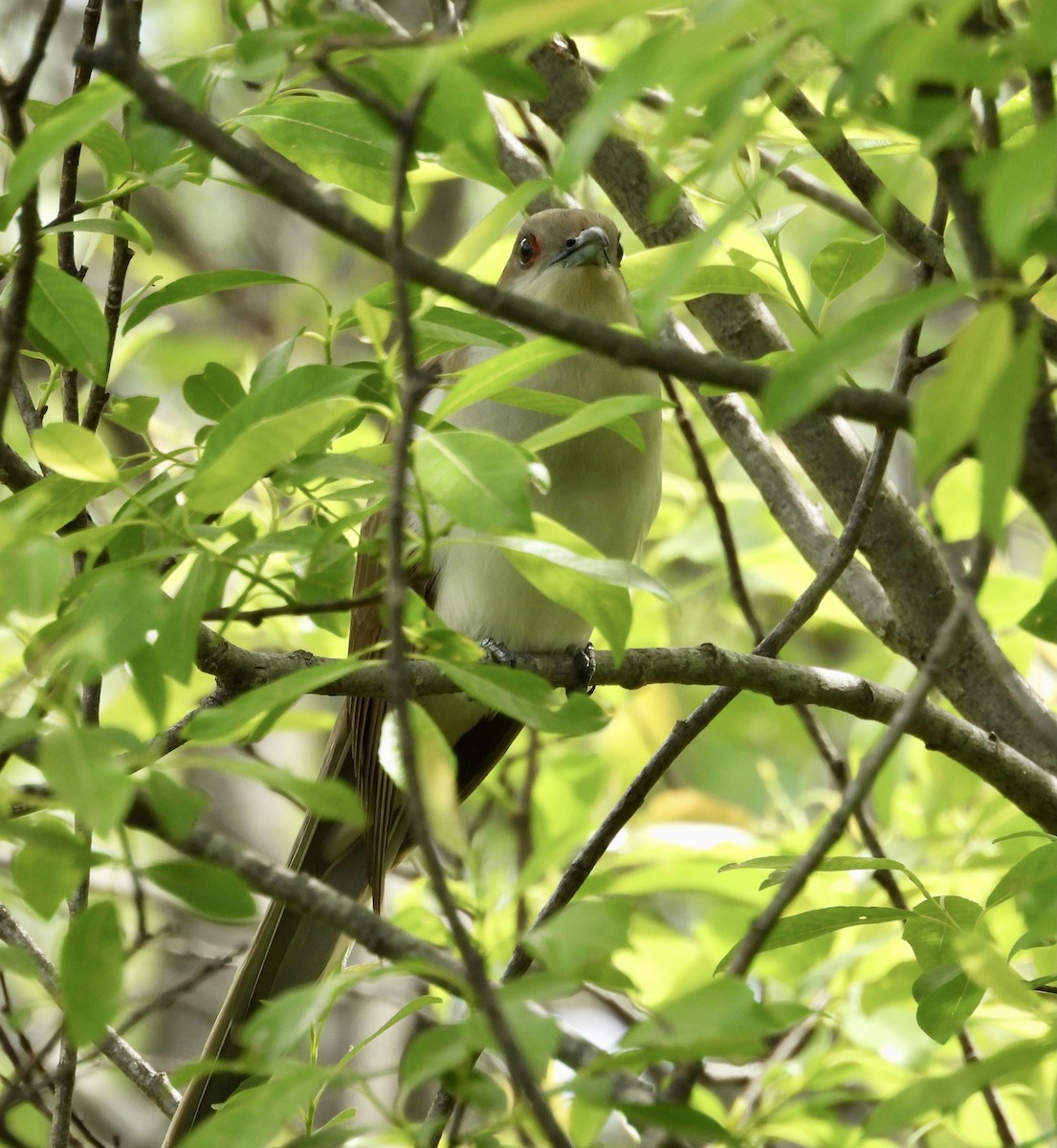 Black-billed Cuckoo - ML620655704