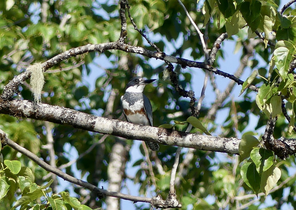 Belted Kingfisher - ML620655710