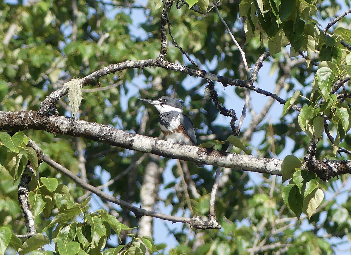 rybařík pruhoprsý - ML620655716