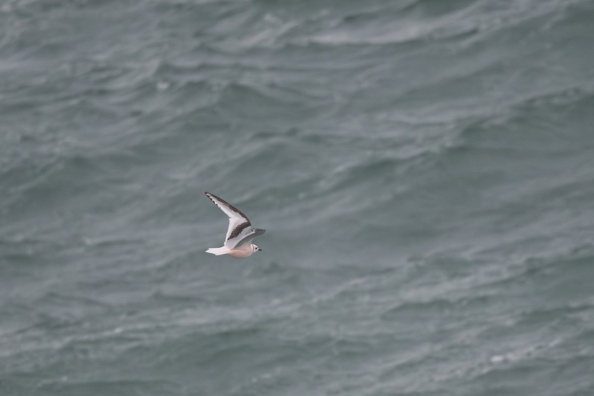 Ross's Gull - ML620655723