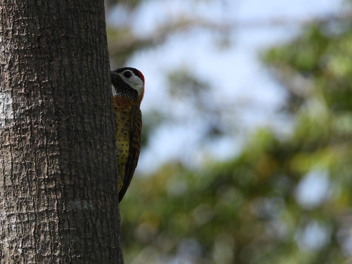 Spot-breasted Woodpecker - ML620655733