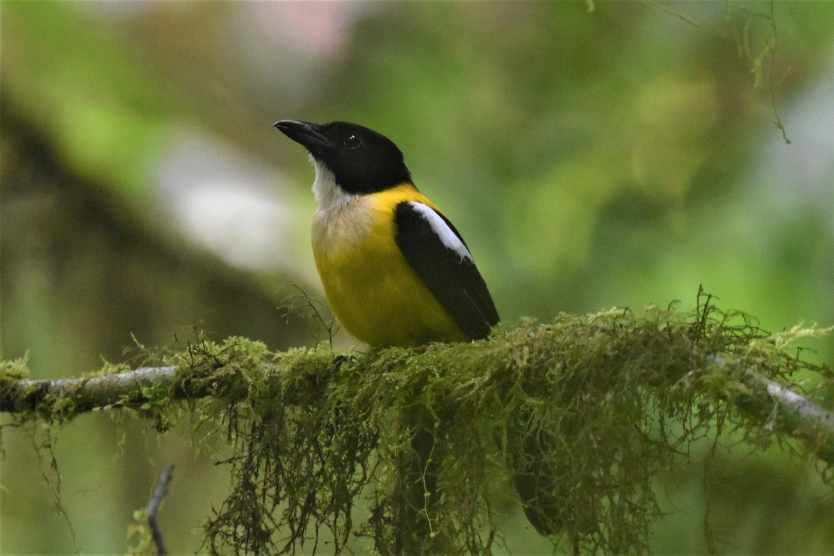 White-throated Shrike-Tanager - ML620655734