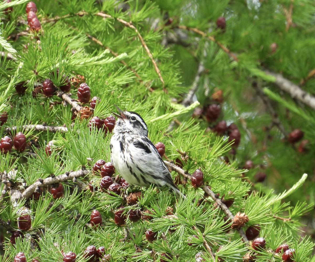 Black-and-white Warbler - ML620655736