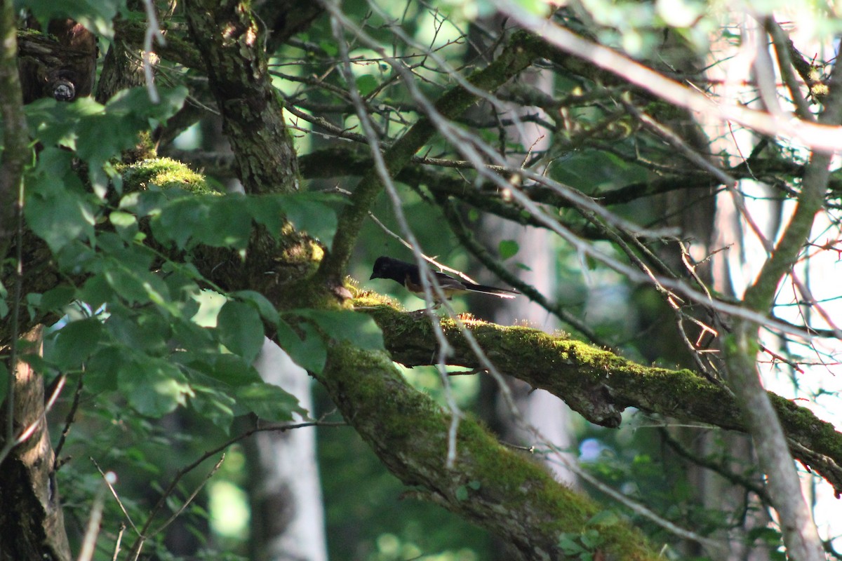 Eastern Towhee - ML620655742