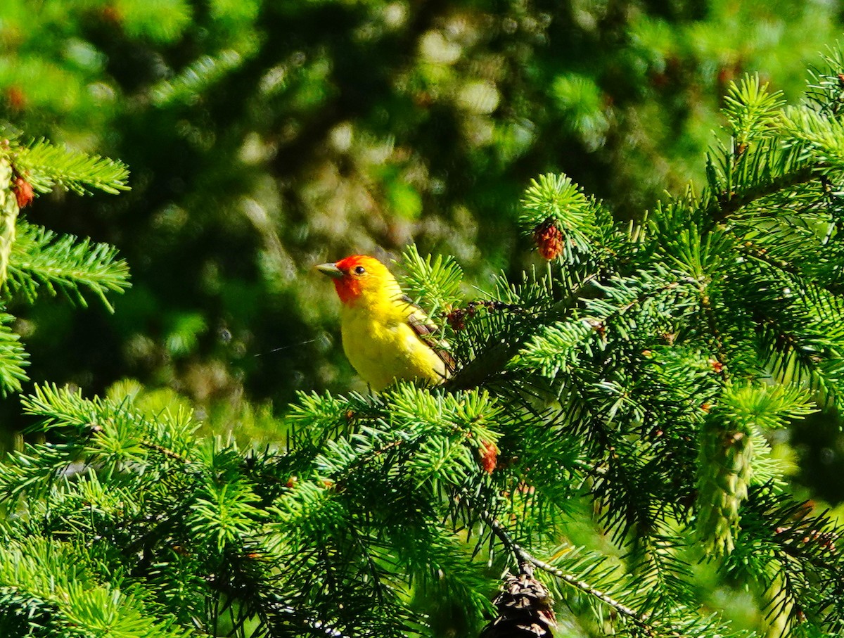 Western Tanager - ML620655751
