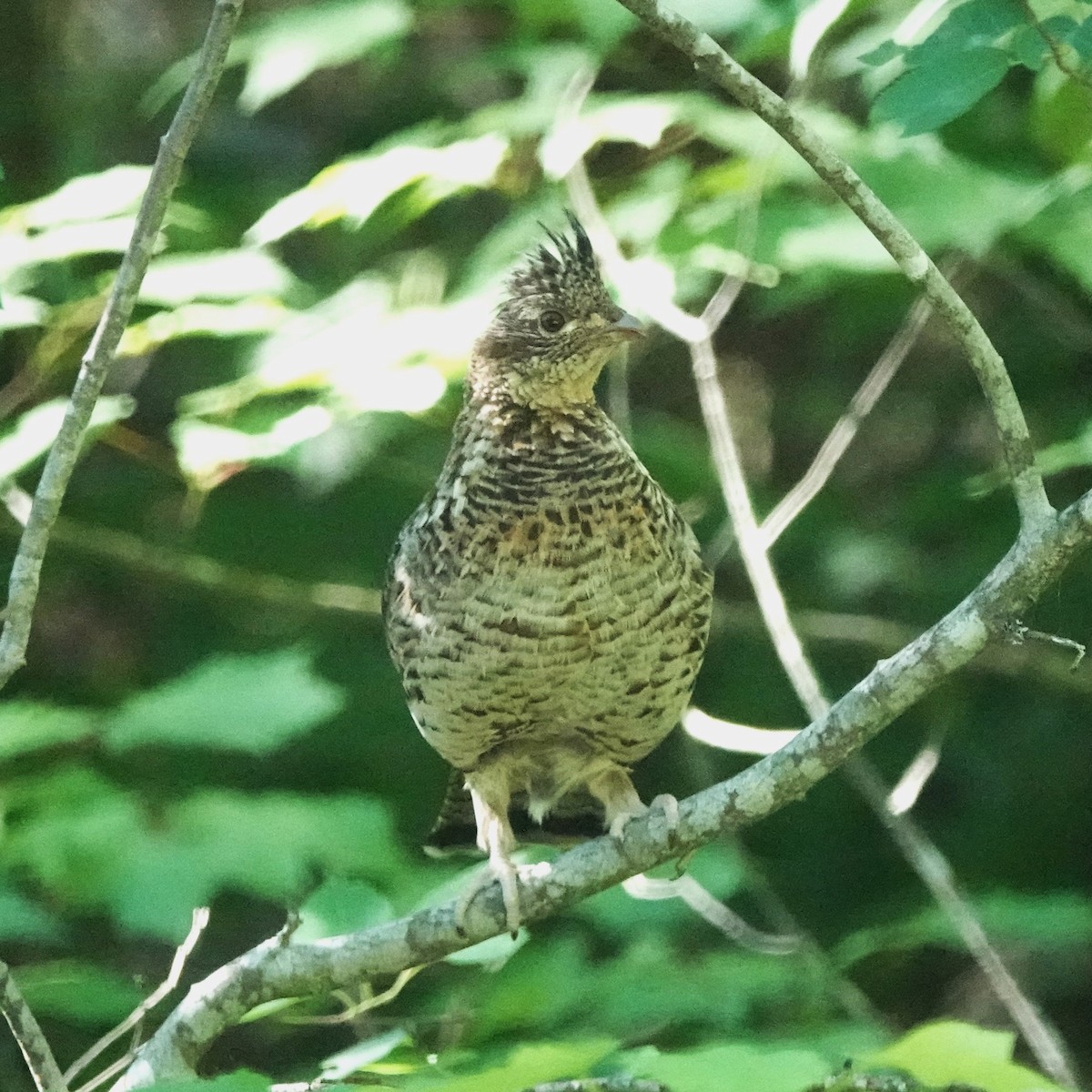 Ruffed Grouse - ML620655756