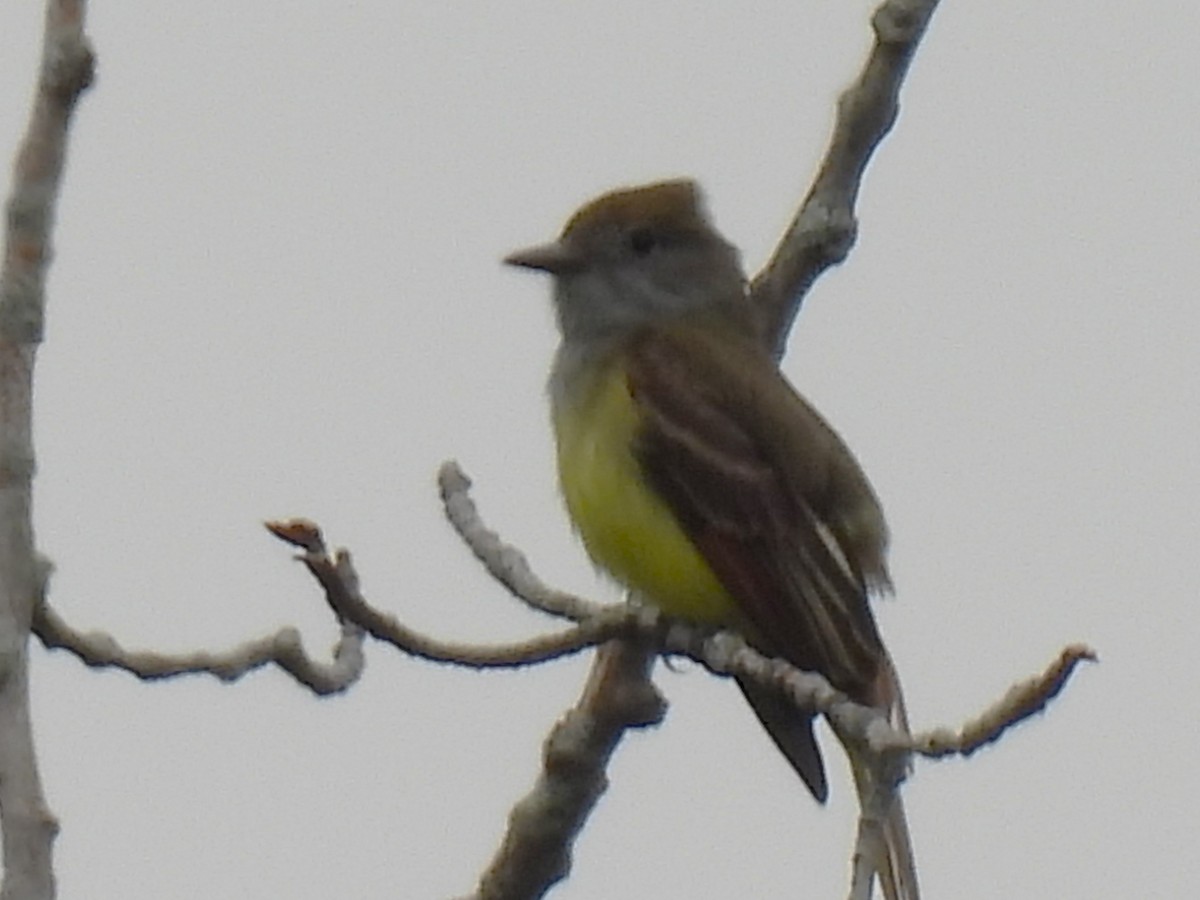 Great Crested Flycatcher - ML620655758