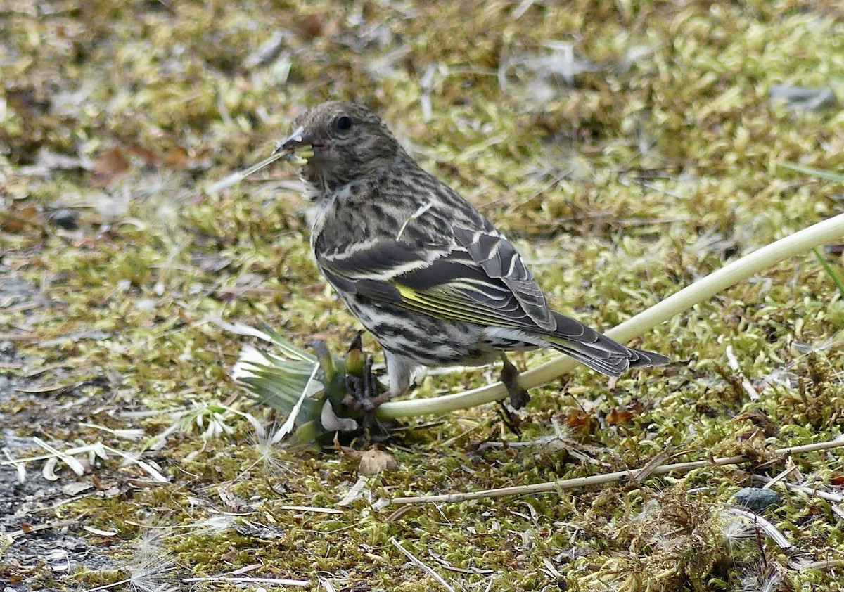 Pine Siskin - Mary McCafferty