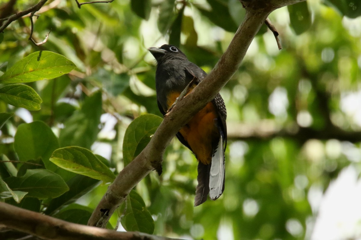 White-tailed Trogon - ML620655767