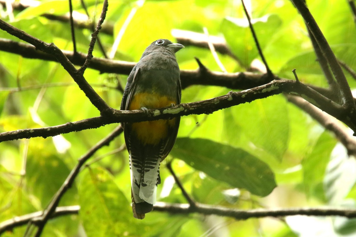 Ak Kuyruklu Trogon - ML620655769