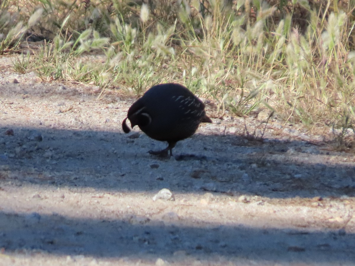 California Quail - ML620655771