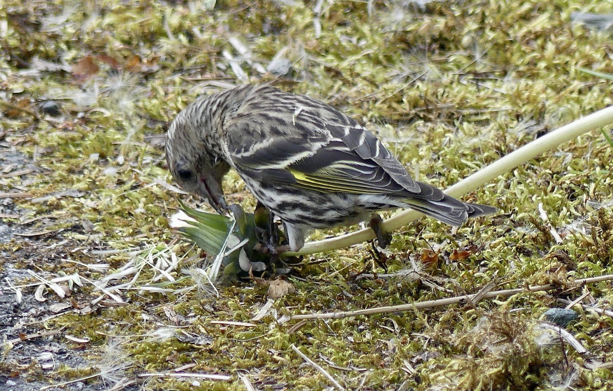 Pine Siskin - ML620655775