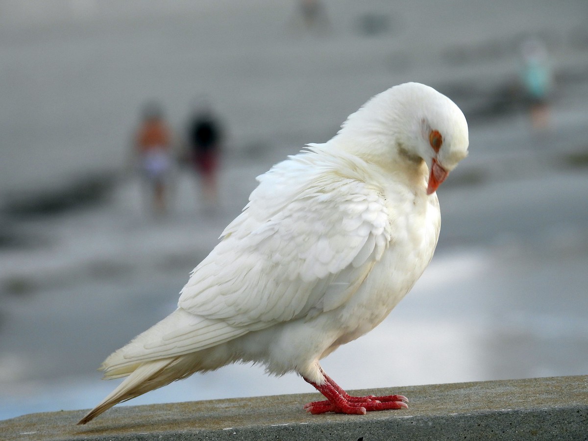 Rock Pigeon (Feral Pigeon) - ML620655777