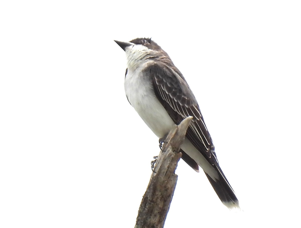 Eastern Kingbird - ML620655787