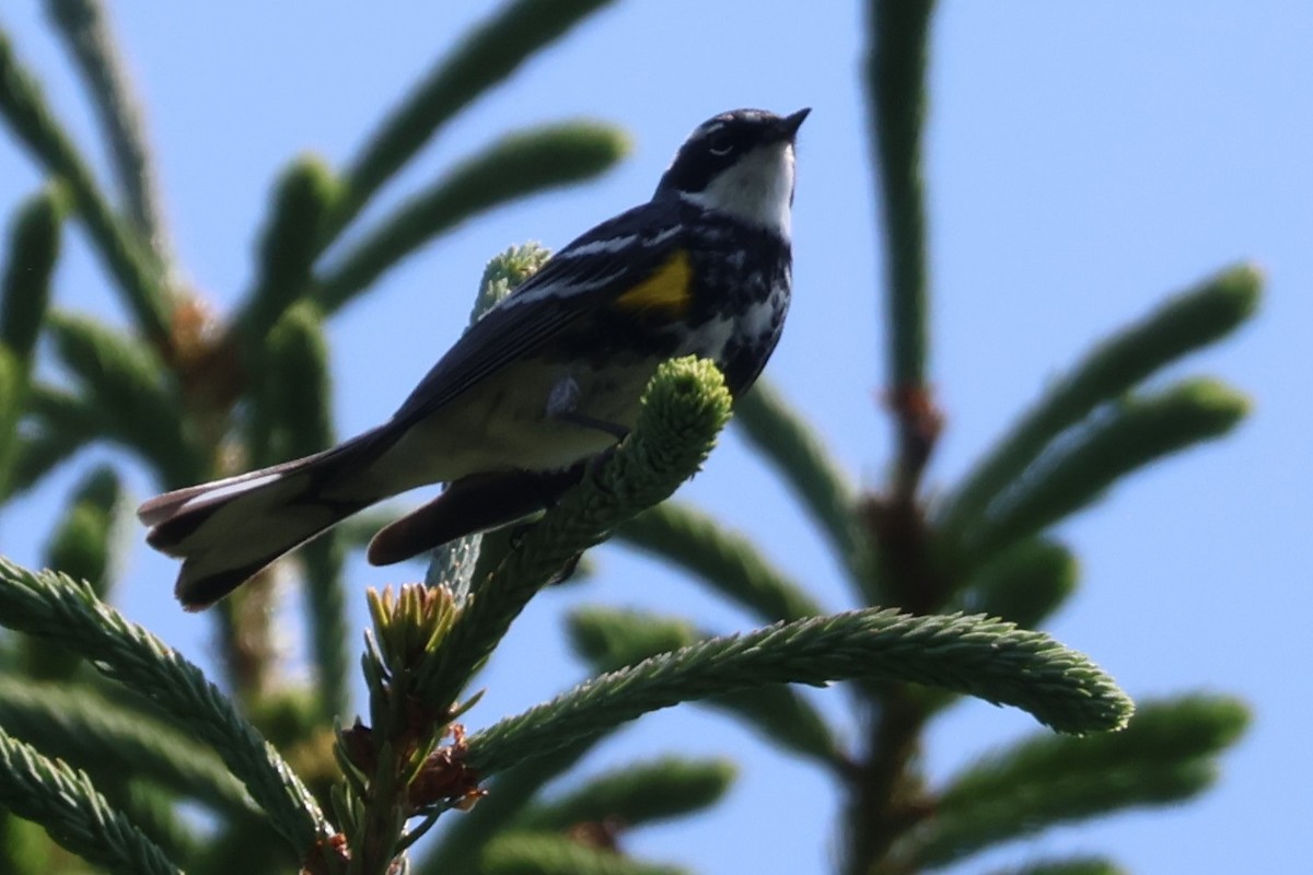 Yellow-rumped Warbler - ML620655797