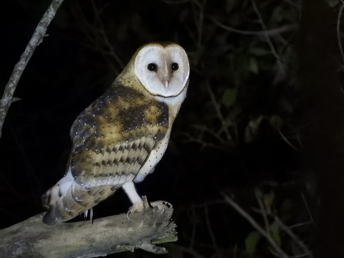 Barn Owl - ML620655798