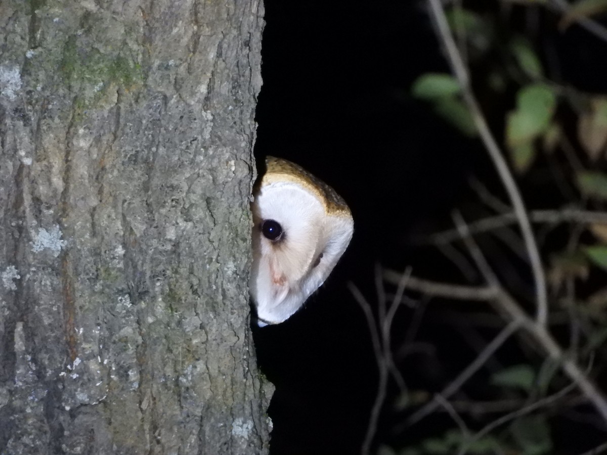 Barn Owl - Franco Palandri