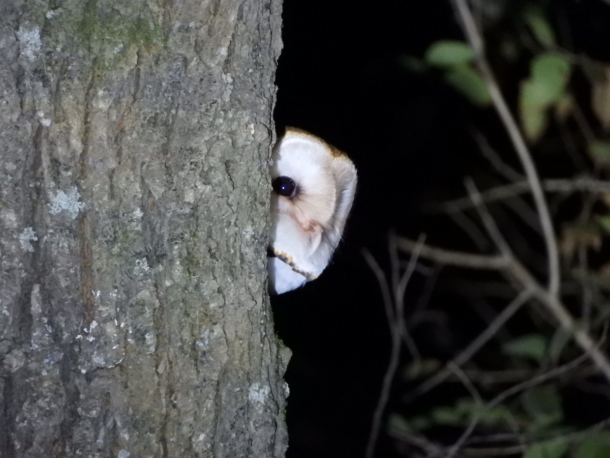 Barn Owl - ML620655802